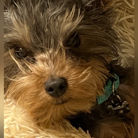 Meet your Posher, Nancy - Picture 1 of 5